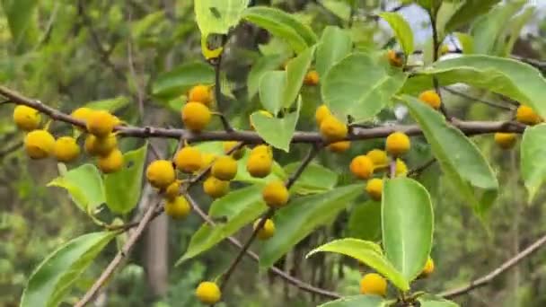 Enorme Árbol Forestal Lleva Una Abundante Cosecha Frutos Dorados Fuerte — Vídeo de stock