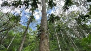 Bu yükselen ağaç devler arasındaki rekabetçi büyümesinin bir kanıtı olarak duruyor ve genç bitkilerin beslenmesinde güneş ışığının hayati rolünün altını çiziyor. Sri Lanka 'nın merkez bölgesinde yer almaktadır..