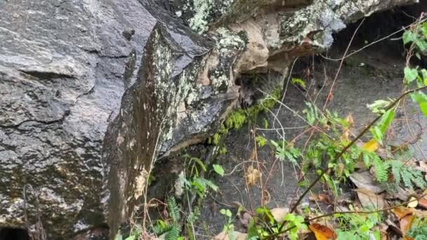 山石上排泄的雨水 — 图库视频影像