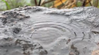 Bir taşın üzerinde toplanan yağmur damlaları