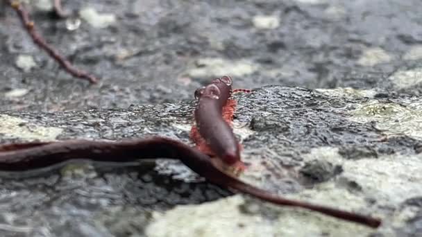 Red Millipede Gracefully Moves Rain Soaked Rock Embellished Row Three — Stock Video