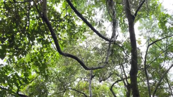 Draper Les Vignes Couvert Forestier Spectacle Naturel Captivant — Video
