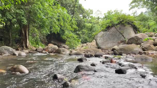 Descubra Beleza Pitoresca Córrego Sinuoso Que Enrola Graciosamente Seu Caminho — Vídeo de Stock