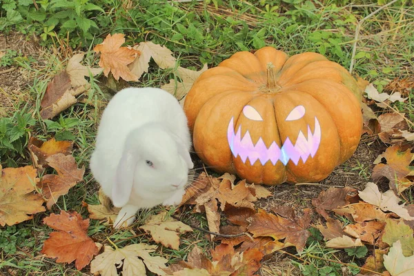 white rabbit, trick or treat