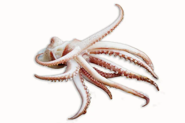 Grilované Čerstvé Chobotnice Chapadla Bílém Pozadí — Stock fotografie