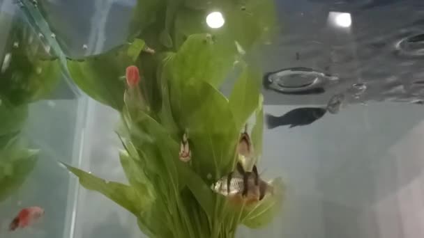 수마트라 호랑이 줄무늬 물고기와 물고기 — 비디오