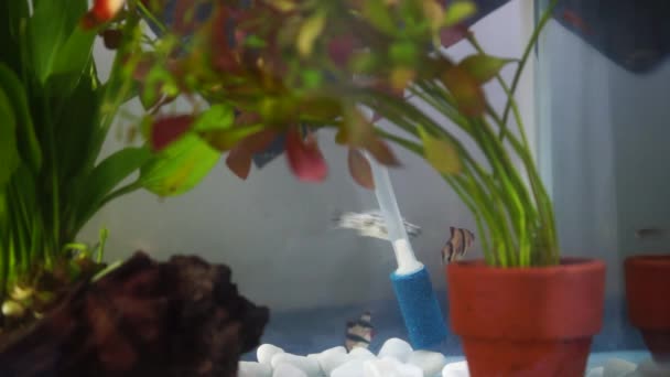 サークルに浮かぶマウスラン魚とガーフィッシュ — ストック動画