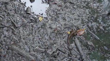 Çamur zıpzıpzıpı suya girer.