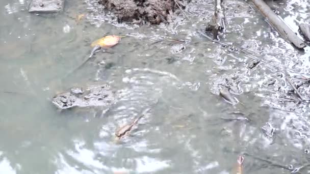 Mudskipper Arrastra Agua — Vídeos de Stock