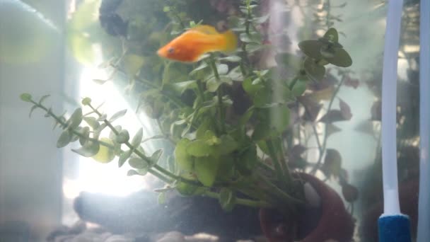 橙色鱼和黑鱼 — 图库视频影像