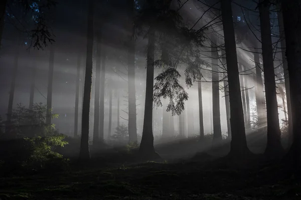 stock image Sunbeams breaking through Pine Tree Forest at Sunrise.