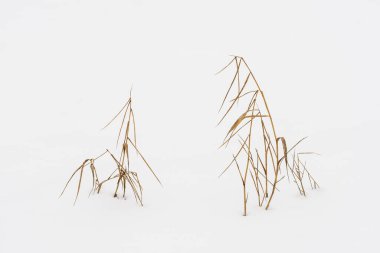 Graphical view of sedge plant drying on frozen lake. Winter minimal.