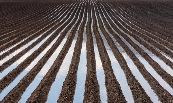 Campo Batata Inundado Início Primavera Agricultura Terra Após Chuva Debaixo — Fotografia de Stock