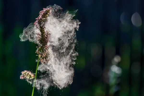 Пыльца Извергающаяся Петушиной Травы Пыльца Трав Естественном Фоне Аллергия Возможна — стоковое фото