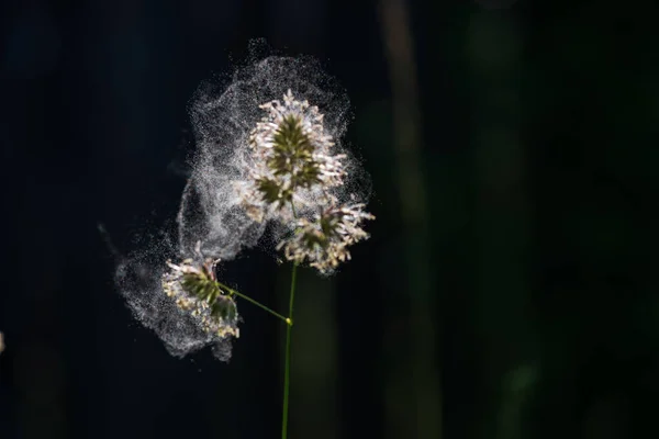 牛足草から花粉が噴き出す 自然の背景の草から花粉 アレルギーは可能です — ストック写真