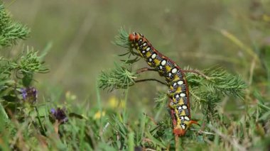 Romanya 'nın atmaca güvesinin yediği tırtıl (Hyles euphorbiae) yaklaşık 700 m irtifada. Bulanık açık yeşil arkaplan.