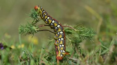 Romanya 'nın atmaca güvesinin yediği tırtıl (Hyles euphorbiae) yaklaşık 700 m irtifada. Bulanık açık yeşil arkaplan.