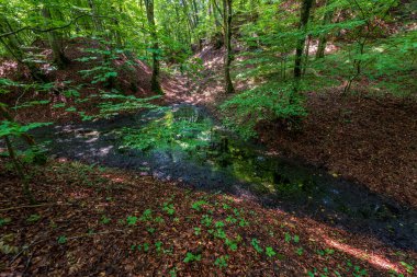 Romanya 'da ormanın ortasında ördek yosunuyla küçük periyodik göl. 