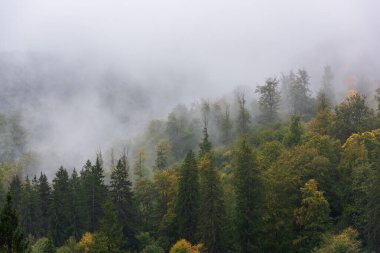 Yoğun sis ve yağmurdan sonra dağdaki ağaçlar.