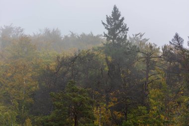 Yoğun sis ve yağmurdan sonra dağdaki ağaçlar.