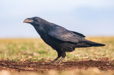 Karga (Corvus corax). Doğal zemin üzerine izole kara karga.
