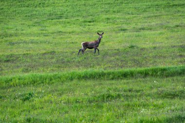 Mountain Meadow 'daki dişi geyiğin yan görüntüsü. Dişi geyik, yaylaların arasında, sarp bir yokuşa atıldı. Sahnede canlı yeşil çimenler ve zengin bir yaban alp bitkisi çeşitliliği yer alıyor..