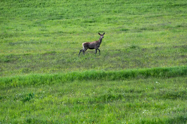 Mountain Meadow 'daki dişi geyiğin yan görüntüsü. Dişi geyik, yaylaların arasında, sarp bir yokuşa atıldı. Sahnede canlı yeşil çimenler ve zengin bir yaban alp bitkisi çeşitliliği yer alıyor..