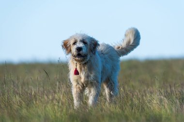 Romanya dağlarında bir çoban köpeği ısırık önleyici zincir tasma takıyor ve koşmayı sınırlayan bir sopa takıyor. Bulanık dağ zeminiyle doğal ortamda yakalanmış.