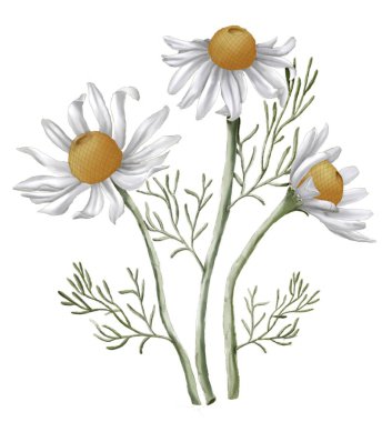 Papatya, illüstrasyon, üç papatya, beyaz, botanik illüstrasyon, buket, suluboya, papatya