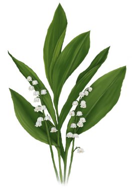  Beyaz zambaklar, orman çiçekleri, bahar çiçekleri, vadinin zambakları, illüstrasyon, botanik illüstrasyon, yağlı boya resim, gerçekçi botanik, beyaz çiçekler, sanat