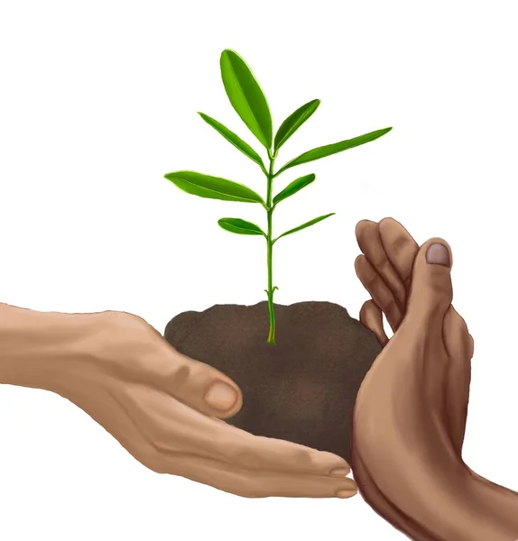 Bomen Planten Soli Handen Groen Boomscheut Nieuw Leven Zorg Ecologie — Stockfoto