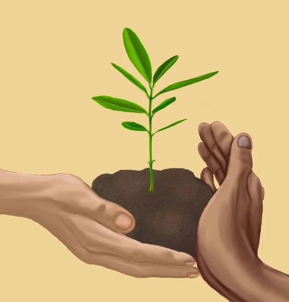Planting Tree Mãos Mãos Homem Uma Mulher Mãos Dois Gays — Fotografia de Stock