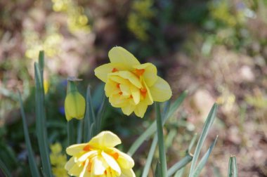 Güneşli bir doğanın arka planında güzel sarı nergisler.
