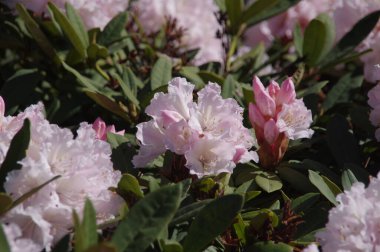 pembe çiçekler, bitki örtüsü ve doğa