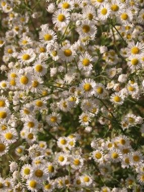 Ormanın arka planında beyaz çiçekler