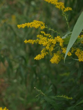 Arkaplanı bulanık güzel sarı bir çiçeğin görüntüsü.