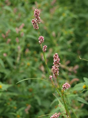 Güzel botanik fotoğrafı, doğal duvar kağıdı.