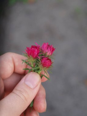 Kırmızı ve pembe çiçeklerin dikey görüntüsü