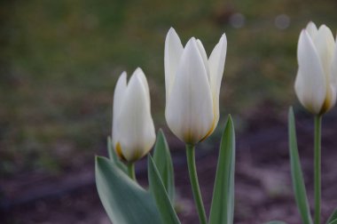 Beyaz ve sarı lalelerin seçici odak noktası.