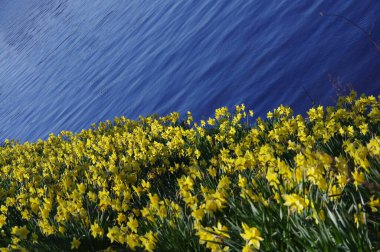 Bahçedeki gölün güzel çiçekleri