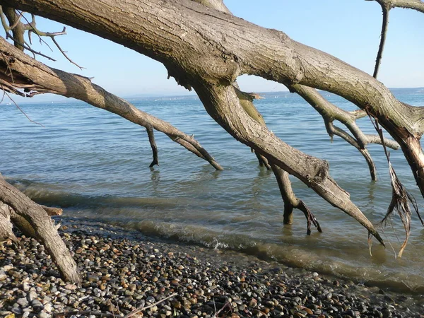 Roots Water Lake Bodensee — Stok Foto