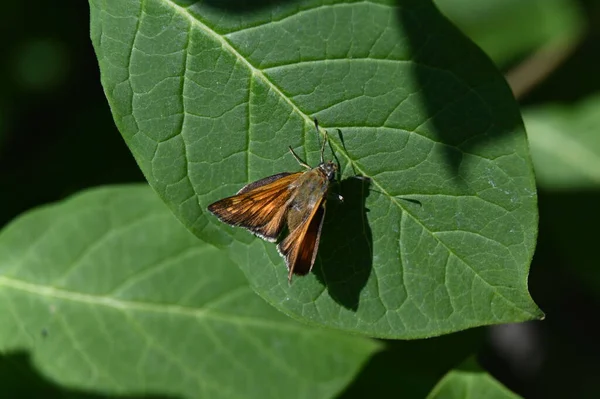 Malý Tmavě Žlutý Motýl Zeleném Listu — Stock fotografie