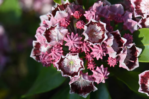 Kleine Interessant Geformte Blüten Des Zierstrauches Kalmia — Stockfoto