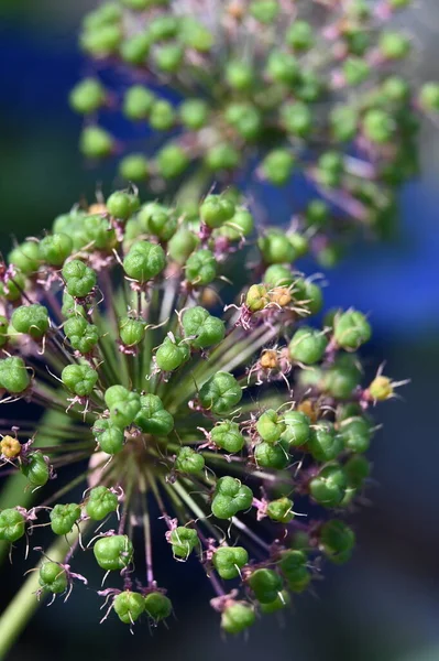 Blühender Zierknoblauch Reift Samen — Stockfoto