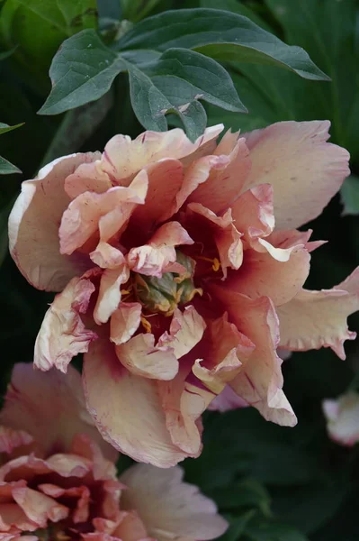 ピンクの異なる色合いのハイブリッドピニーの花 — ストック写真