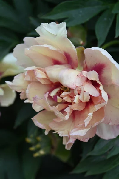 Uma Flor Peônia Híbrida Com Pétalas Raras Sombras Variáveis Rosa — Fotografia de Stock