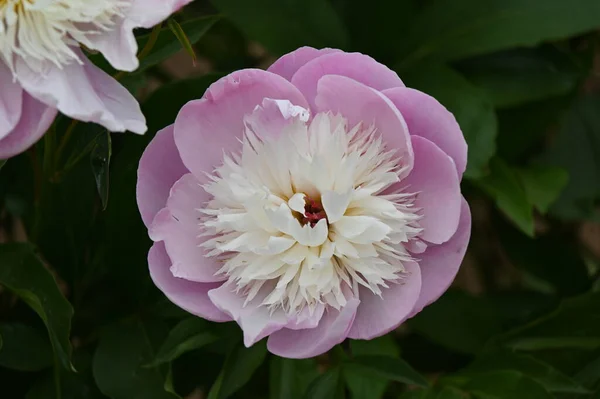 Egy Gyönyörű Hibrid Bazsarózsa Rózsaszín Fehér Szirmokkal — Stock Fotó