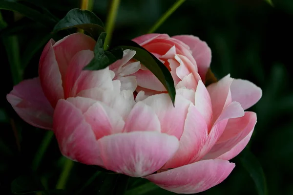 Soft Pink Flower Hybrid Peony Green Leaves — Stock Photo, Image