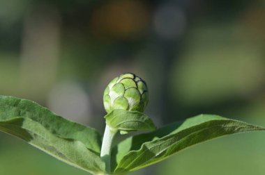 Yeşil arka planda yeşil zinnia tomurcuğu