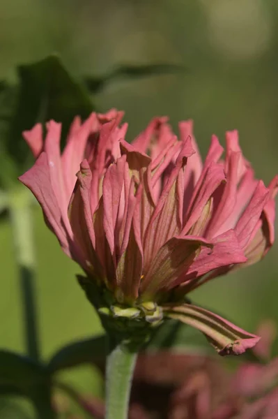 Яскраво Рожева Квітка Хризантеми Цинія Зеленому Фоні — стокове фото